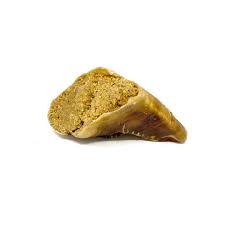 Shank Bone With Sheep Fat