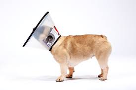 MDC Smart Collar Size 1 16-25cm