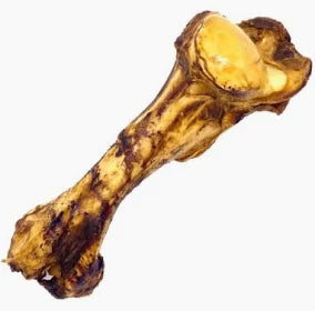 Whole Jurassic Bone
