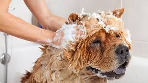 Pet Shampoos