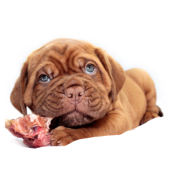 Puppy Raw Food
