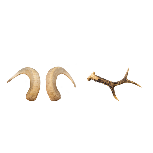 Antlers & Horns