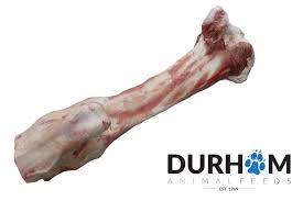 Jurassic Bone Frozen  1pc