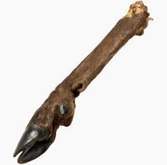 Large Deer Leg with Fur