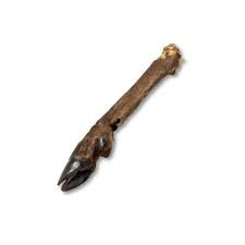 Small  Deer Leg with Fur